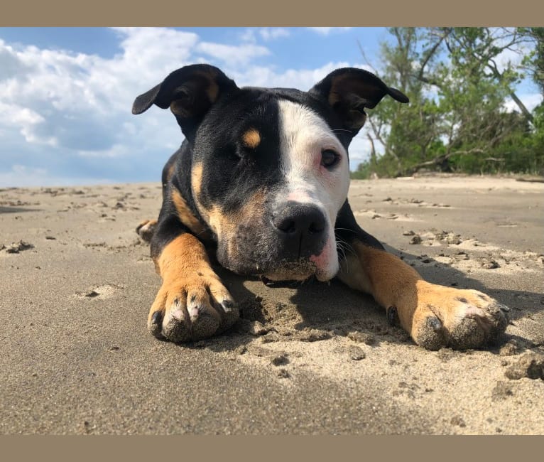 Photo of Hazel, a Bulldog, American Pit Bull Terrier, and American Bully mix in New Haven, Connecticut, USA
