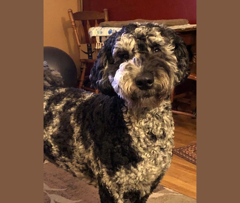 Australian shepherd cheap standard poodle mix