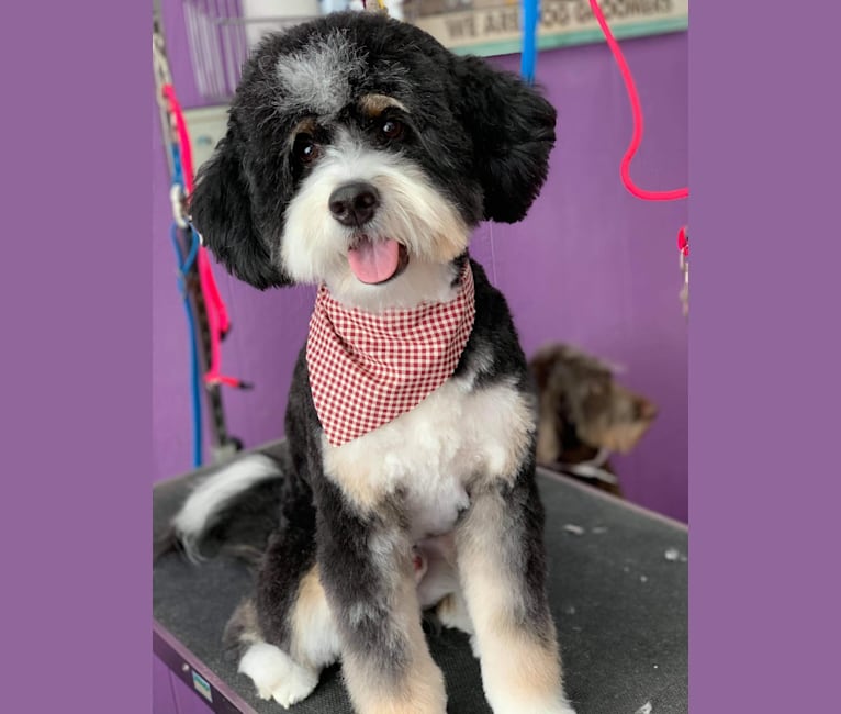 Drake, a Bernese Mountain Dog and Poodle (Small) mix tested with EmbarkVet.com