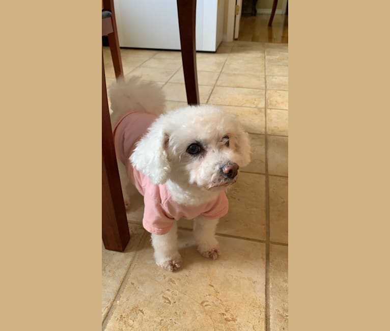 Sugar, a Bichon Frise tested with EmbarkVet.com