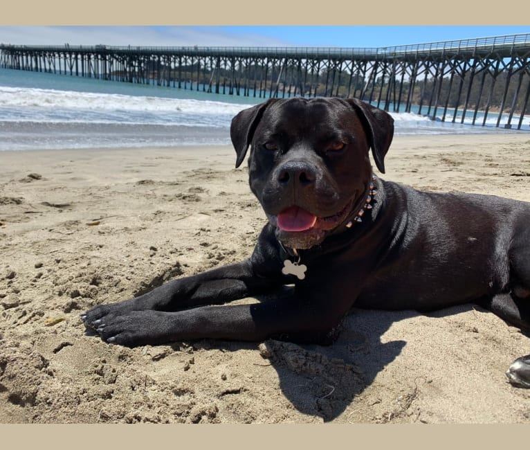 Photo of Samson, an American Bulldog and Rottweiler mix in Rowland Heights, CA, USA