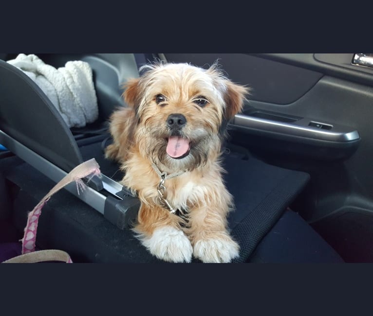Benji, a Lhasa Apso and Chihuahua mix tested with EmbarkVet.com