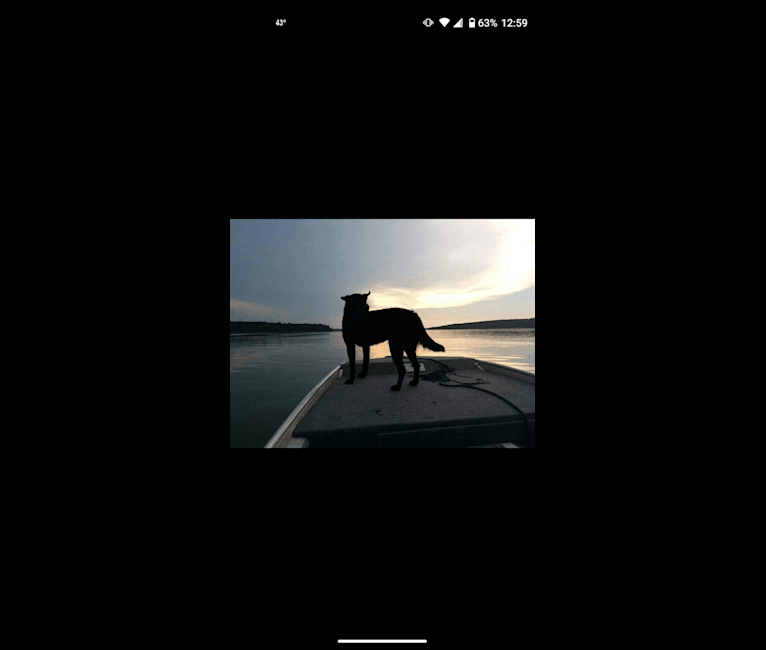 Kodi, an Australian Cattle Dog and Chow Chow mix tested with EmbarkVet.com