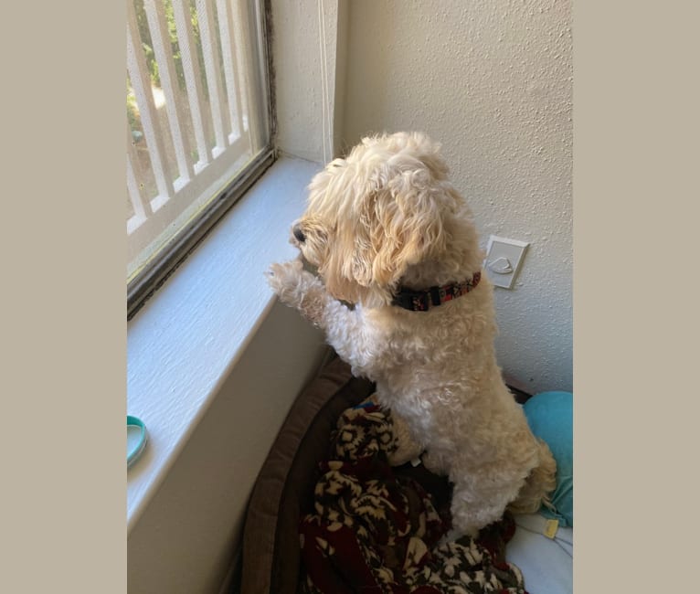 Photo of Donut, a Cockapoo (9.4% unresolved) in Clovis, New Mexico, USA