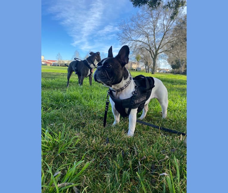 Koichi “Kohh”, a French Bulldog tested with EmbarkVet.com