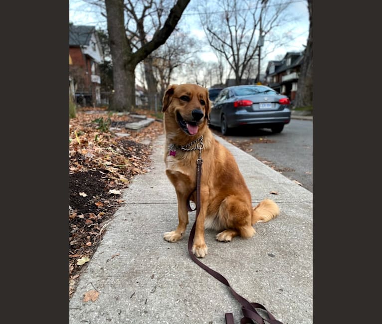 Arlo, a Rottweiler and German Shepherd Dog mix tested with EmbarkVet.com