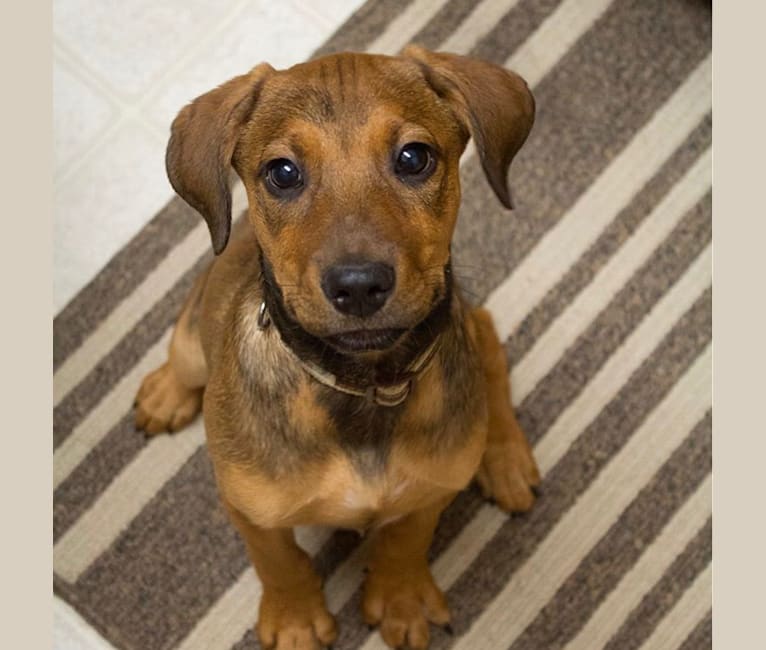 Jasper, an American Staffordshire Terrier and Russell-type Terrier mix tested with EmbarkVet.com