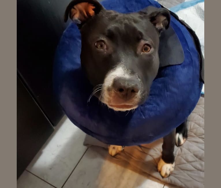 Luna, an American Pit Bull Terrier tested with EmbarkVet.com