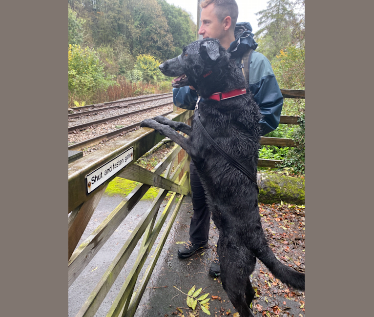 Charlie, a Poodle (Standard) and German Shepherd Dog mix tested with EmbarkVet.com