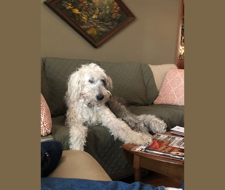 Harri, an Old English Sheepdog tested with EmbarkVet.com