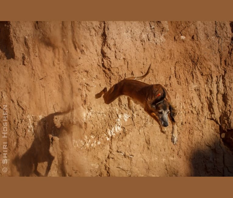 Larissa, a Saluki tested with EmbarkVet.com