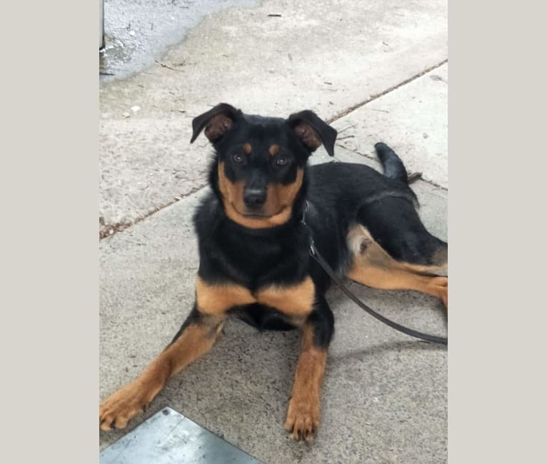 Voss, a Rottweiler and Australian Kelpie mix tested with EmbarkVet.com