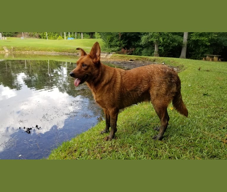 Brownie, an Australian Shepherd and Border Collie mix tested with EmbarkVet.com