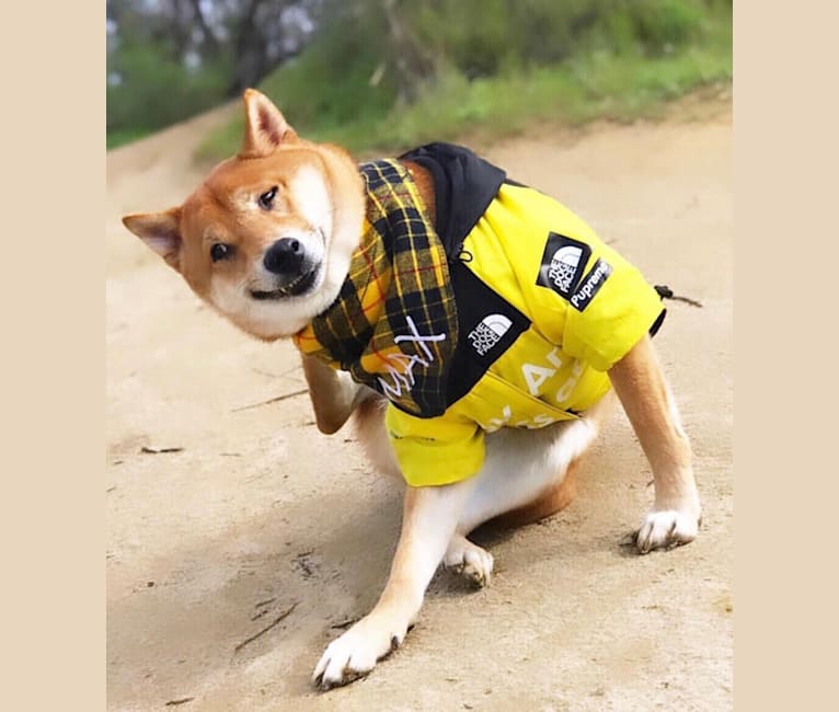 Max, a Shiba Inu tested with EmbarkVet.com