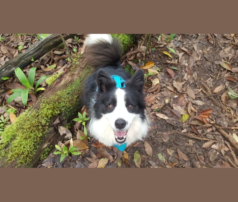 Photo of Kida, a Border Collie  in Japan