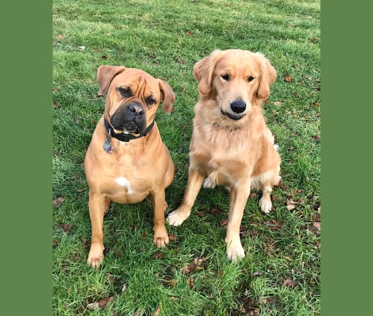 Zoey, a Bullmastiff tested with EmbarkVet.com