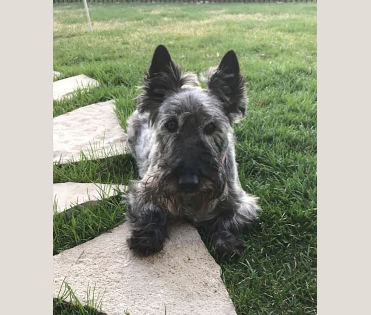 Lilly, a Scottish Terrier tested with EmbarkVet.com