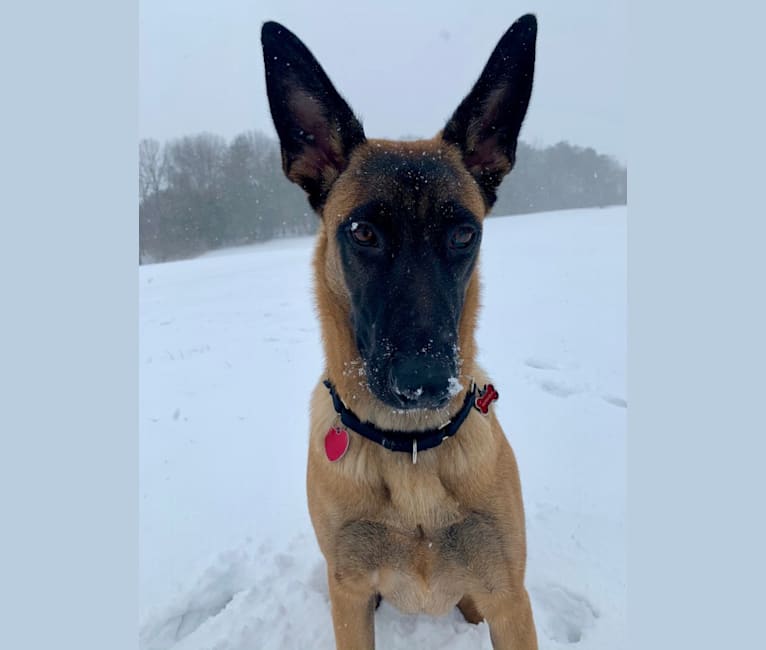 Cella, a German Shepherd Dog and Dutch Shepherd mix tested with EmbarkVet.com