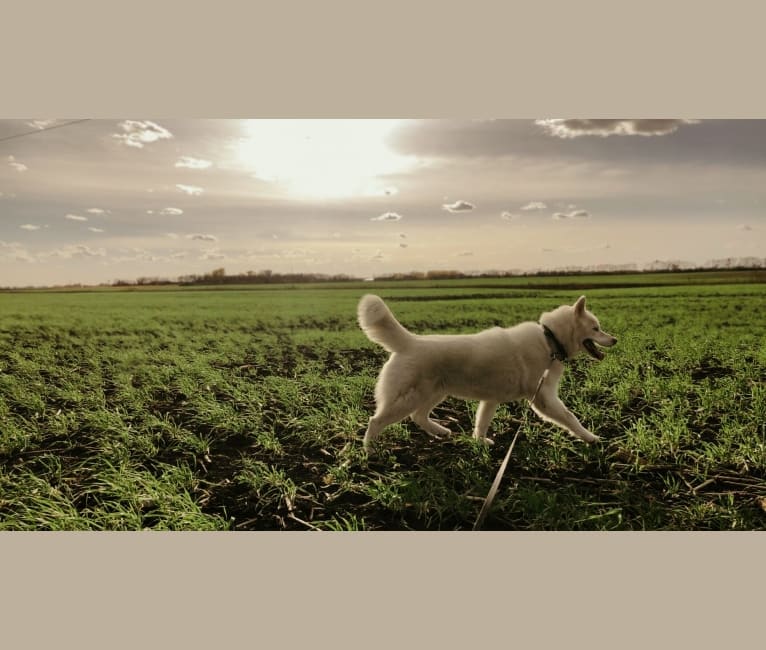 Recon, a Siberian Husky tested with EmbarkVet.com