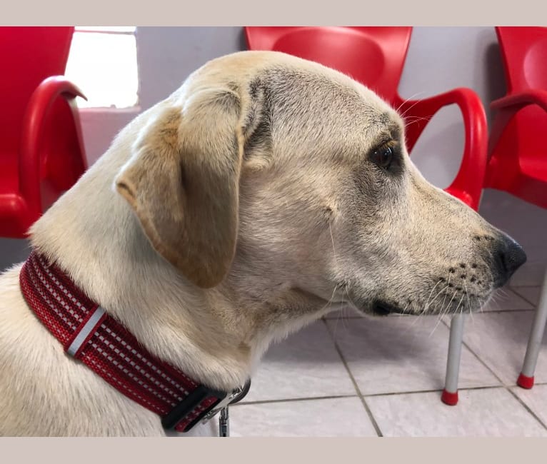 Buddy, a Rottweiler and Chinese Shar-Pei mix tested with EmbarkVet.com