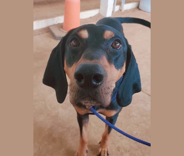 Wyatt, an American Leopard Hound tested with EmbarkVet.com