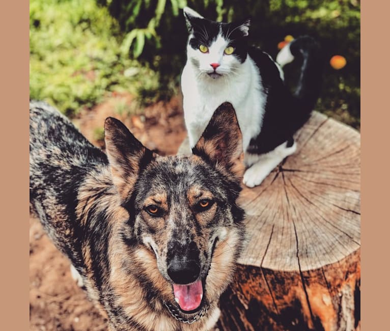Riley, a German Shepherd Dog and Siberian Husky mix tested with EmbarkVet.com