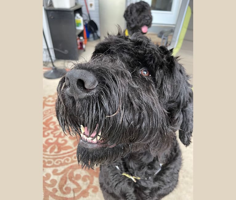 BARRY, a Black Russian Terrier tested with EmbarkVet.com