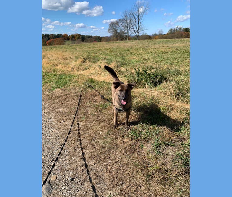 Photo of Gracie, an American Pit Bull Terrier, Labrador Retriever, Chow Chow, Siberian Husky, German Shepherd Dog, and Mixed mix in Goldsboro, North Carolina, USA