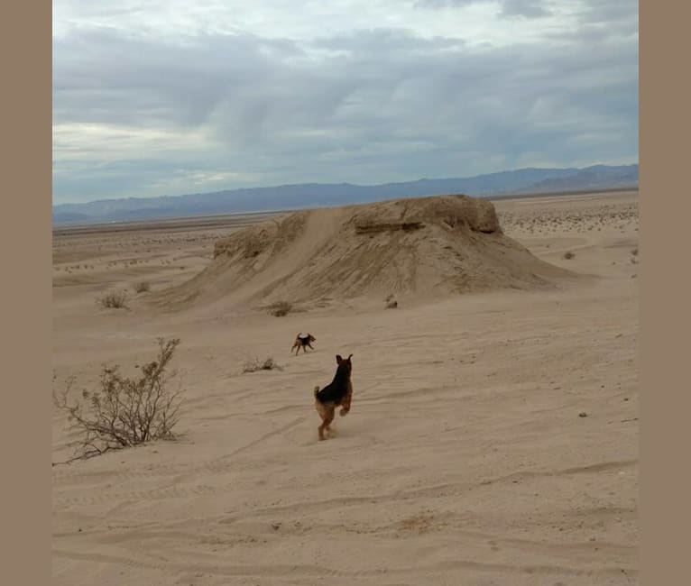 Photo of Kratos, an Airedale Terrier  in ranch near Tule Springs, AZ, USA