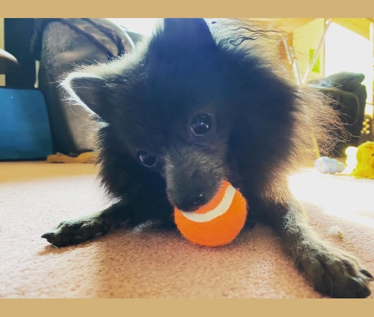 Bat Boy, a Pomeranian tested with EmbarkVet.com