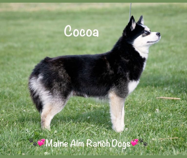 Photo of Cocoa, a Pomsky  in Maine Aim Ranch, King, Allerton, IA, USA