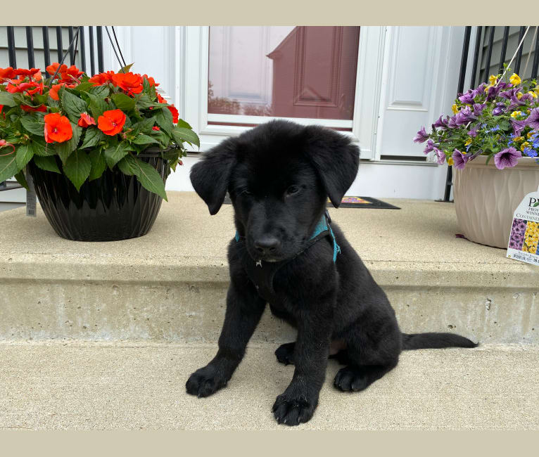 Otto (Othello), a German Shepherd Dog and Newfoundland mix tested with EmbarkVet.com