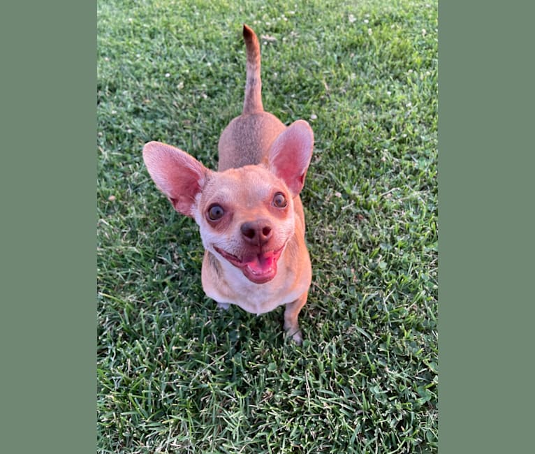 Minnie, a Chihuahua and Yorkshire Terrier mix tested with EmbarkVet.com