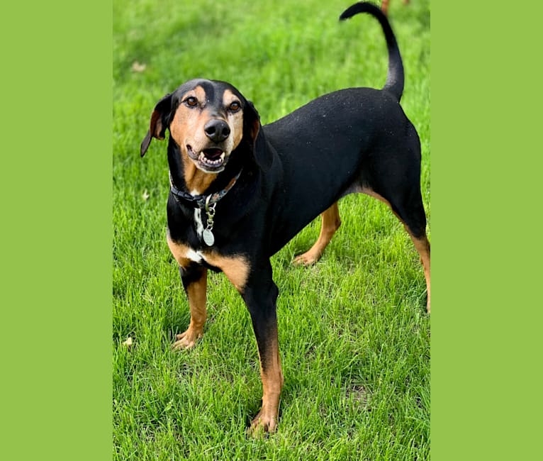Embark Dog DNA Test Breed
