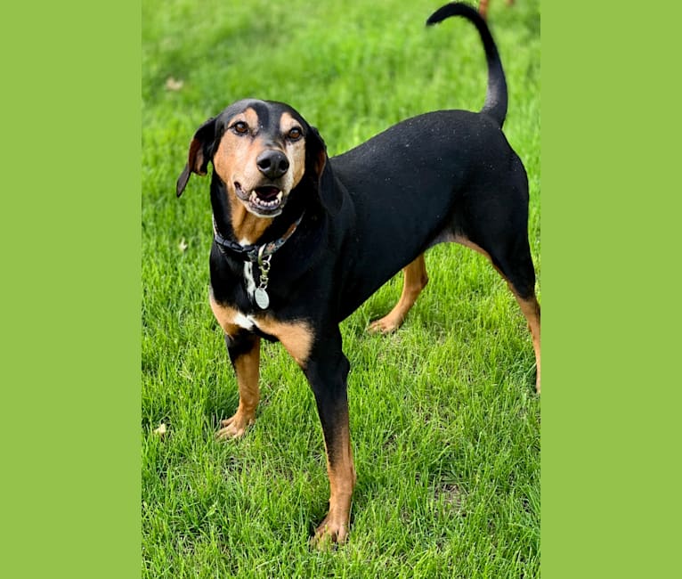 Dobie, a Doberman Pinscher and Treeing Walker Coonhound mix tested with EmbarkVet.com