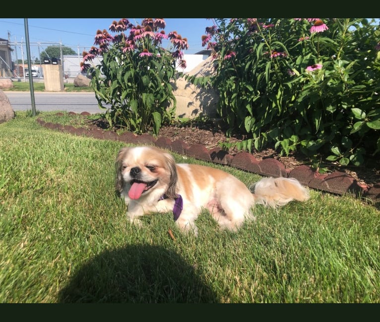 Baxter, a Pekingese and Japanese Chin mix tested with EmbarkVet.com