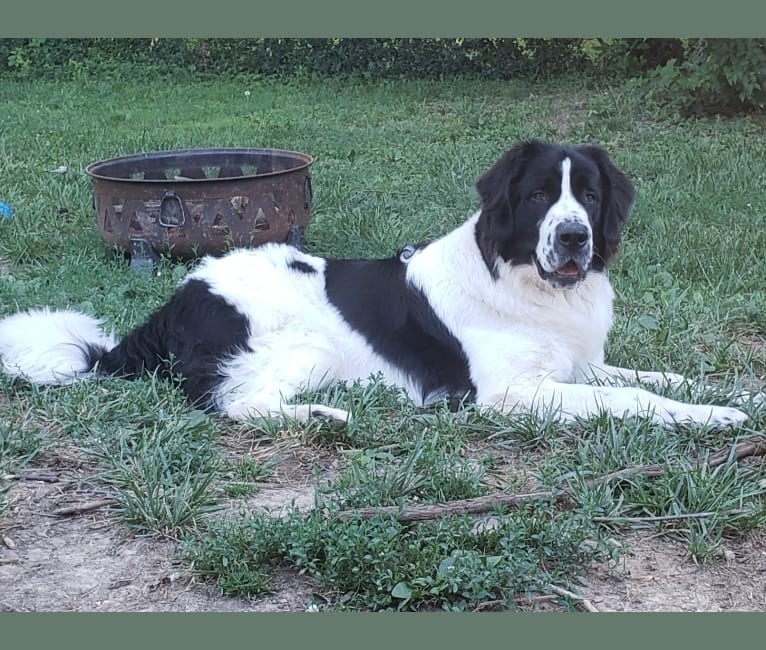 Albino saint bernard sales