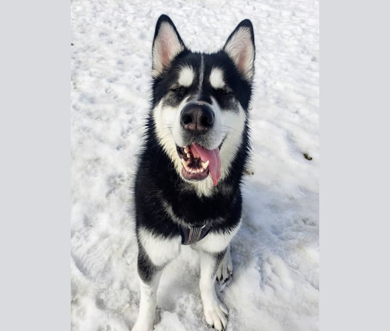 Artemis, an Alaskan Malamute tested with EmbarkVet.com