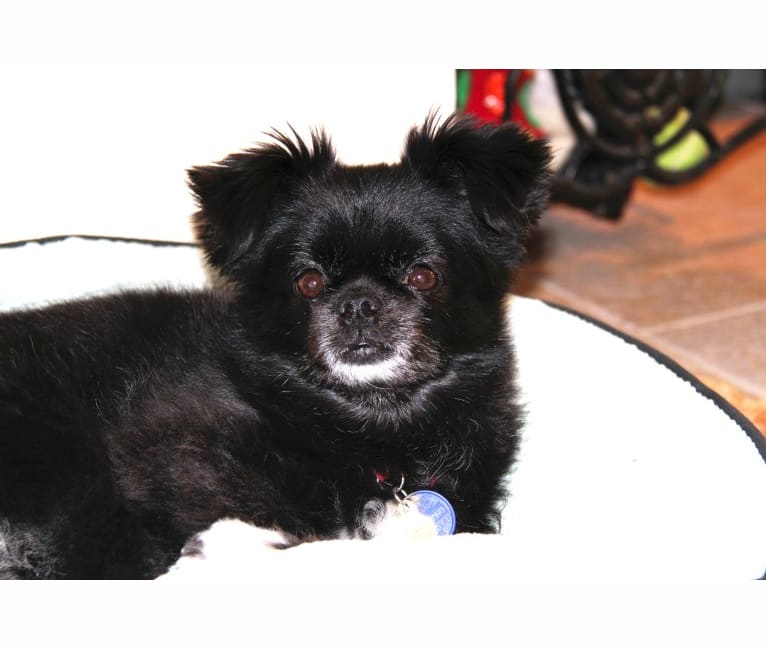 Pekingese chihuahua shih tzu mix shop