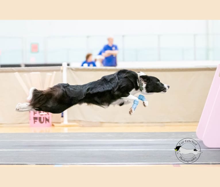 Shine On’s A Great Deal of Bravery “Neville”, a Border Collie tested with EmbarkVet.com