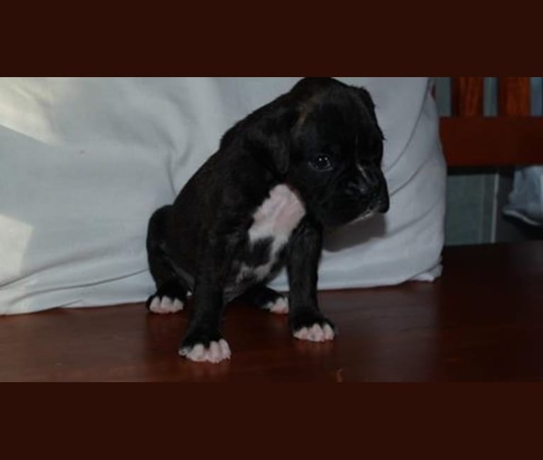 Murray, a Boxer tested with EmbarkVet.com