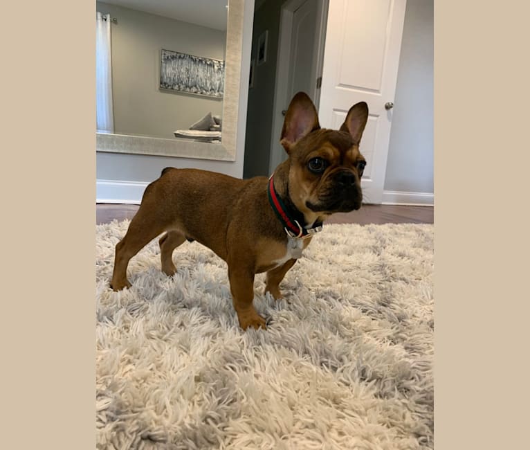 Tchoup, a French Bulldog tested with EmbarkVet.com