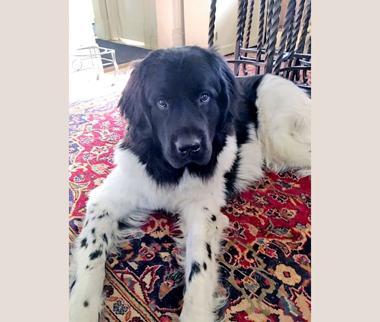 Luca, a Newfoundland tested with EmbarkVet.com