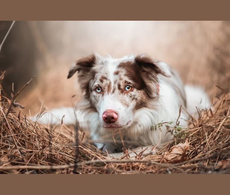 Spurs N Ashes, a Border Collie tested with EmbarkVet.com