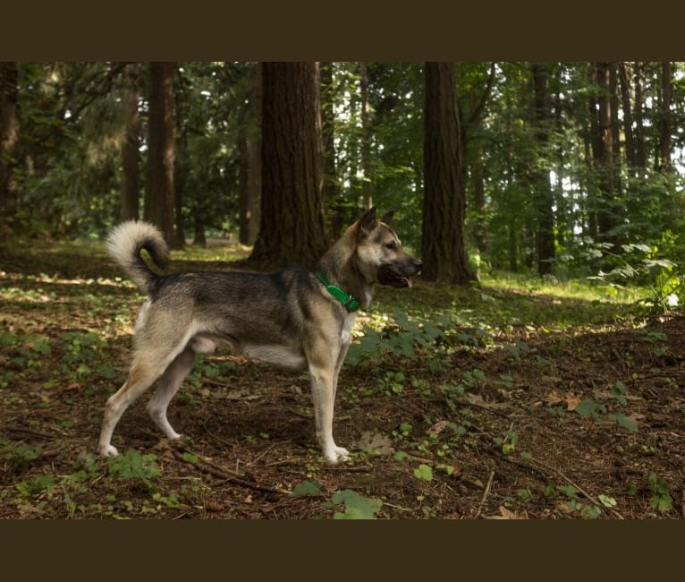 Toutarou, a Kishu Ken tested with EmbarkVet.com