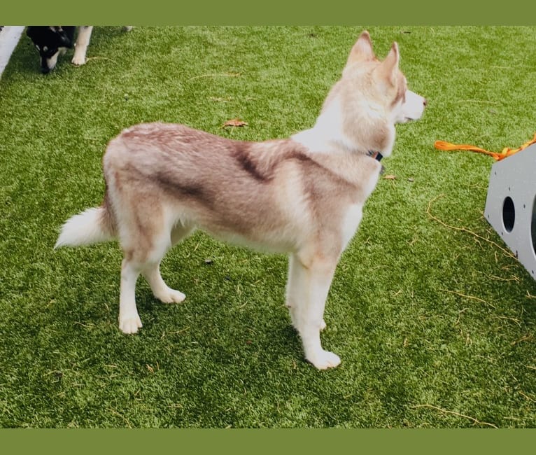 Kovu, a Siberian Husky tested with EmbarkVet.com