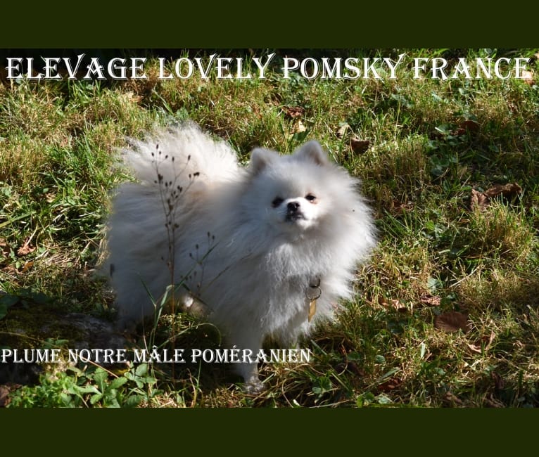 PLUME, a Pomeranian (21.2% unresolved) tested with EmbarkVet.com