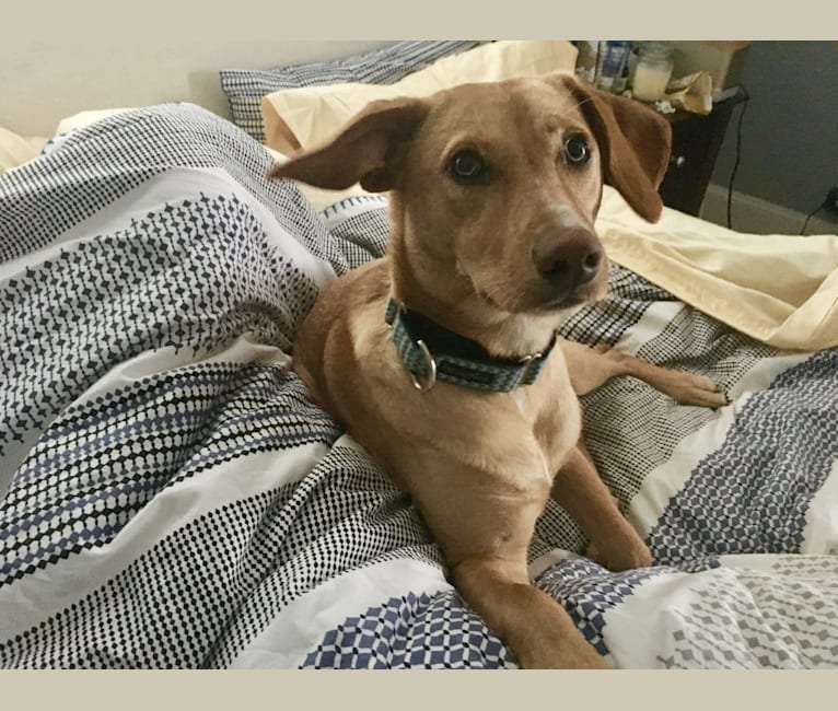 Labrador chihuahua best sale mix