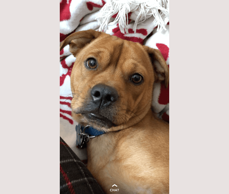 embark dog dna test breed
