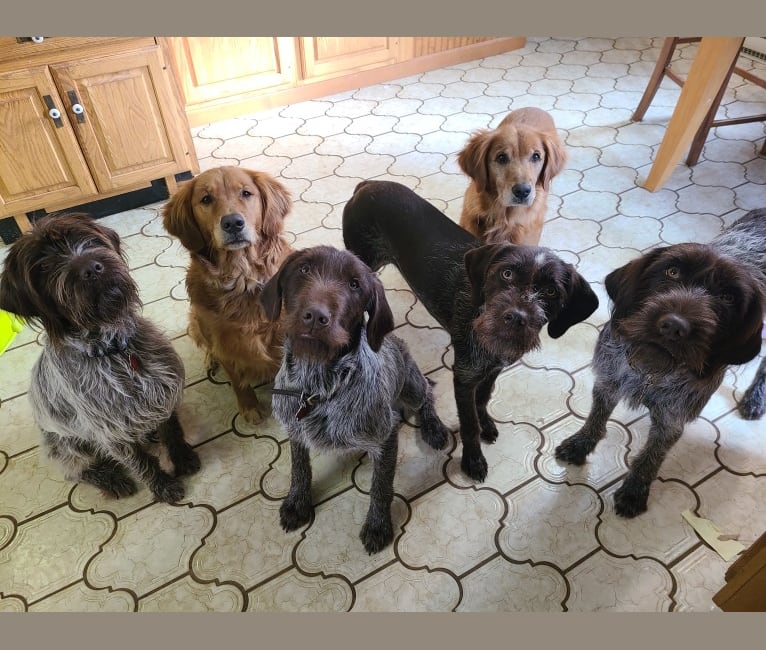 Scout, a Wirehaired Pointing Griffon tested with EmbarkVet.com